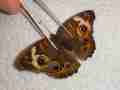 Junonia coenia (indiana 9443 aberration) Internet Image property of respective owner, non-commercial use only